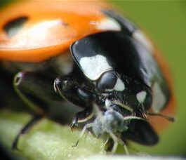 Ladybugs